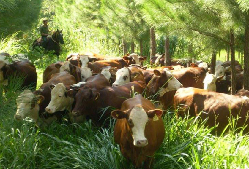 La forestación, una aliada de la ganadería CONtexto ganadero La forestación, una aliada de la ganadería CONtexto ganadero