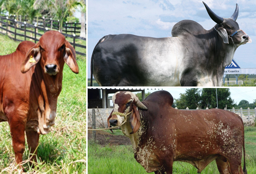 3 razas cebú reconocidas por ser las más mansas | CONtexto ganadero