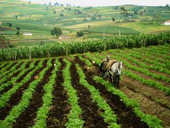 En Nariño arrancará proyecto agrícola de mejoramiento genético