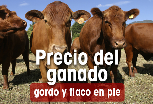 Se reactiva precio del ganado gordo, buenas perspectivas | CONtexto