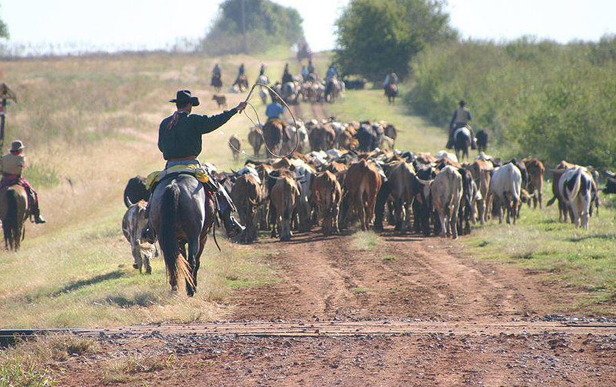 Así fueron las campañas de arreo de ganado en Estados Unidos en el