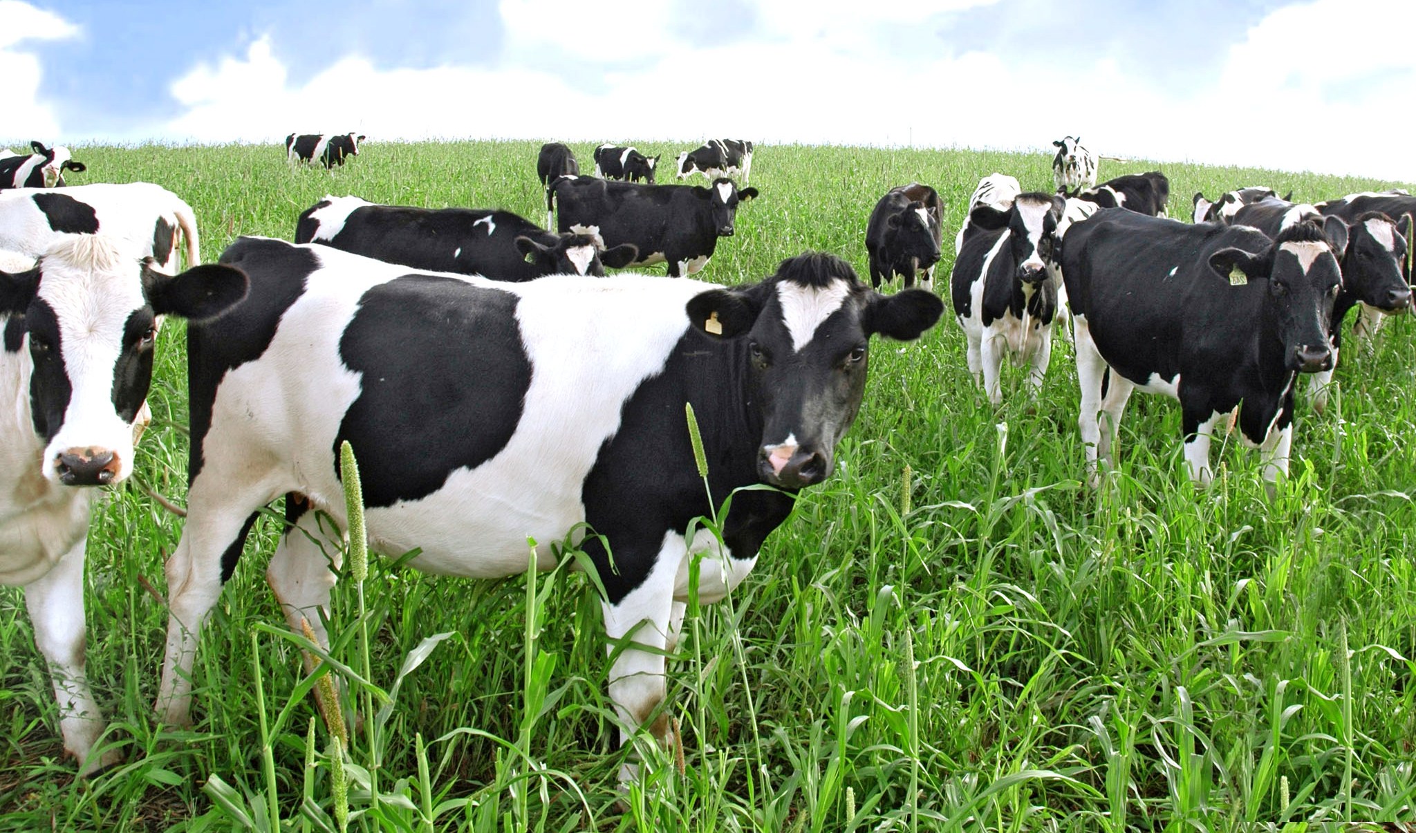 Así funciona el pastoreo rotacional, fundamental para optimizar la