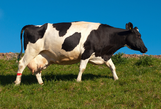 Bienestar de la vaca es más