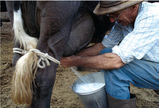 Ganadero de Caparrapí denuncia bajos precios y crisis por falta de