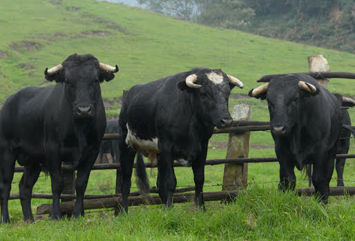 La Naturaleza De Los Toros De Lidia Contexto Ganadero Noticias Principales Sobre Ganadería Y Agricultura En Colombia