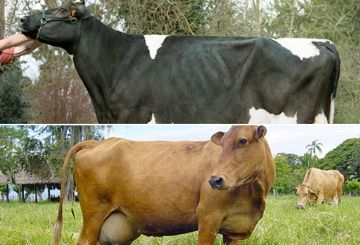 Como Se Llama Sacar Leche De Una Vaca