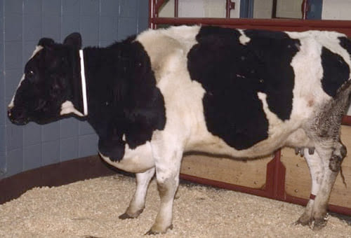 Las enfermedades del sistema circulatorio en bovinos (parte I