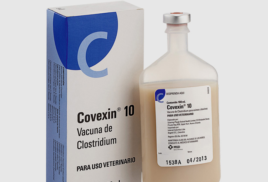 Conozca el impacto del timpanismo abomasal en terneras CONtexto ganadero