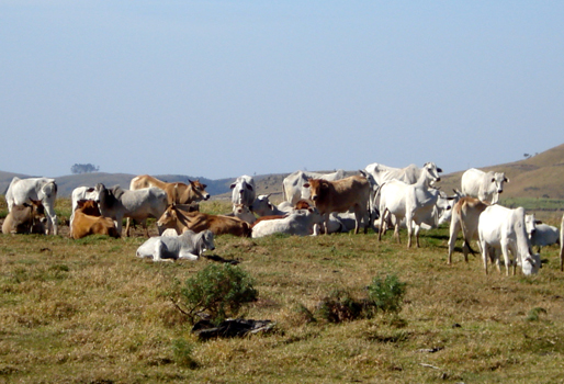 El consumo voluntario, clave en el cuidado de los animales | CONtexto