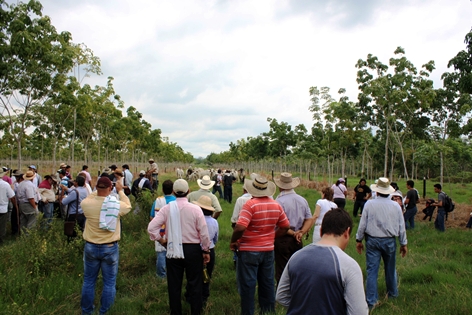 Sistemas Agroforestales, Barrancabermeja, Santander.