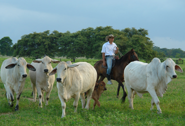 Animales vivos como bienes exentos, la propuesta de Fedegán