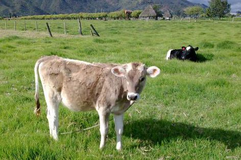 Raza holstein. Foto: Archivo Fedegán.