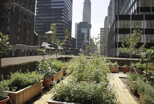 Granjas urbanas, el furor de Nueva York | CONtexto ganadero | Noticias