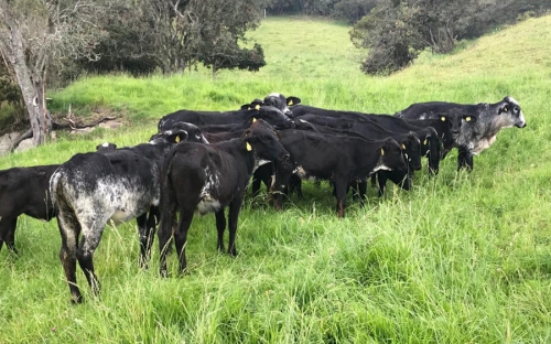 Chapetes, una ganadería con tradición centenaria CONtexto ganadero