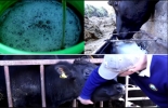 Para obtener una carne de mejor calidad, algunos productores ofrecen cerveza o masajean a los animales Wagyu. Foto: YouTube.com Mitos ganado Wagyu, Alimentación Wagyu, alimentación wagyu Colombia, alimentación Wagyu Japón, Cerveza, Masajes, Música clásica, mitos en torno a la producción de carne Kobe, ganado Wagyu Colombia, mejor carne Colombia, mejor ganado Colombia, Asociación Colombiana de Criadores de Ganado Wagyu y sus Cruces, wagyu en colombia, Wagyu Prime, noticias ganaderas colombia, CONtexto ganadero, ganaderos colombia