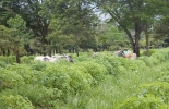 Foto: Ganadería Colombiana Sostnible Cambio climático, capturar más carbono, plantas para capturar carbono, Steve Kenyon – Greener Pastures Ranching, win:win, retención de agua, escurrimiento, evaporación, sistema radicular, vacas, vacas Colombia, lechería, bovinos, ganadería bovina, ganadería bovina Colombia, noticias ganaderas, noticias ganaderas Colombia, contextoganadero