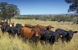Foto: Blasina y Asociados Secuestro de carbono por kilo de carne producida en finca de Australia