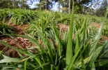En el distrito de Lushoto, en la región de Tanga de Tanzania, los agricultores están cultivando pasto Brachiaria mejorado que tiene potencial para aumentar el carbono del suelo. Crédito: Georgina Smith El pasto Brachiaria mejorado que tiene potencial para aumentar el carbono del suelo.