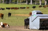 Terneros se alimentan en el "hotel" de vacas de la Liga del Trabajo, cerca de Guichón (Uruguay). Las instalaciones se abrieron tras la grave sequía y los incendios de 2021, y actualmente atienden a más de 800 terneros. (Imagen: Pablo Bielli / Diálogo Chino) Hotel para vacas en Uruguay