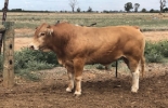 ¿Cómo obtener estimaciones confiables en genómica? Foto: Beef Central Genómica