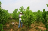 La teca blanca suele producirse zonas como el Bajo Cauca Antioqueño, el sur de Córdoba, el Magdalena Medio y los Llanos Orientales. Foto Giovanni Reyes Giovanni Reyes, agroecólogo profesor de la UNAL Sede Orinoquia. Foto Giovanni Reyes