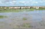 Las sabanas inundables de la Orinoquía son un ecosistema de alta variabilidad hidroclimática y geomorfológica. Foto: horizonteverde.org.co Sabana inundable del Casanare