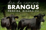 El día de campo se realizará en la finca La Cecilia, cerca de Pereira, el próximo 14 de diciembre. Foto: Asociación Angus & Brangus Día de Campus Asociación Angus & Brangus, día de campo Aso Angus Brangus, Comprar Brangus en Colombia, evento Brangus 2017, día de campo Angus, día de campo Brangus, noticias Angus Colombia, noticias Brangus Colombia, información Brangus Colombia, Asociación Angus & Brangus, CONtexto ganadero, ganaderos colombia, noticias ganaderas colombia