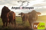 Este es el quinto programa especial de TVGAN, esta vez dedicado a las razas Angus y Brangus. Foto: asoangusbrangus.org.co - TVGAN TVGAN Alianza AsoAngus 14 febrero 2018, AsoAngus, eventos TVGAN 2018, TVGAN 2018, grabar videos TVGAN, Asociación Angus Brangus 2018, Asociación Angus & Brangus de Colombia, comprar ganado Angus Colombia, videos TVGAN 2017, programa TVGAN Remates, TVGAN El técnico es usted, tvgan fedegán, CONtexto ganadero, ganaderos colombia, noticias ganaderas colombia