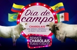 El día de campo de la asociación contará con la presencia de expertos internacionales. Foto: Asocharolaise Colombia Día de campo Asocharolaise, Charbray, Charolaise, Asociación Colombiana de Criadores de Ganado Charolaise Charbray y sus cruces, día de campo Asocharolaise Colombia, Charolais Colombia, ventajas de la raza Charbray, características de la raza Charbray, raza Charbray en Colombia, raza Charolaise en Colombia, cruce F1 Charolais x Brahman, CONtexto ganadero, ganaderos colombia, noticias ganaderas colombia