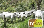 Inversiones La Corona cuenta con más de 18 años de experiencia en el manejo del ganado BON. Foto: Cortesía Las joyas de la corona tv blanco orejinegro, Programa especial TVGAN La Corona 2018, programa TVGAN, TVGAN marzo 2018, programa especial TVGAN 2018, TVGAN Alianza La Corona 2018, eventos TVGAN 2018, TVGAN Remates, Comprar BON, Vender ganado Colombia, comprar ganado Colombia, tvgan fedegán, CONtexto ganadero, ganaderos colombia, noticias ganaderas colombia