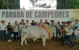 Más de 1.300 animales han sido inscritos hasta el momento en el evento. Foto: Gobernación de Córdoba. Ganadería, ganadería colombia, noticias ganaderas, noticias ganaderas colombia, CONtexto ganadero, Feria Ganadera, exposición de ganado, Feria equina, exposición de especies menores, Reinado de la Ganadería, Ganaderos de Córdoba, sector ganadero de Córdoba, sandra devia