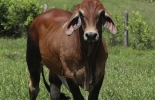La producción de carne con Brahman rojo será el tema principal del seminario este domingo en Caucasia (Antioquia). Foto: instagram.com/seminarioyagronegociosbr/ Primer Seminario Nacional y Agronegocios Brahman rojo, genética Brahman rojo, subasta Brahman rojo, subasta al rojo vivo, brahman Colombia, toros Brahman, mejoramiento genético, Brahman rojo Colombia, eventos ganaderos colombia, CONtexto ganadero, ganaderos colombia, noticias ganaderas colombia