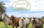 No se pierda este completo día de campo organizado para todos los interesados en profundizar sus conocimientos sobre el cebú. Foto: Fundación Capitán Yunyi Día de campo cebú agosto 2018, día de campo del cebú Fundación Capitán Yunyi, razas cebuinas Fundación Capitán Yunyi, Fundación Capitán Yunyi, Día de campo 2018, Fundación Luis Alberto Martínez, fundación ayuda jóvenes Colombia, jóvenes del campo en Colombia, CONtexto ganadero, ganaderos colombia, noticias ganaderas colombia