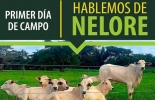 El remate se llevará el sábado 6 de octubre, pero el viernes 5 se realizará el día de campo con el experto brasileño Celio Arantes Heim. Foto: Cortesía Primer Gran Remate Nelore Rancho Acajure, nelore Colombia, Bovinos Nelore en Colombia, raza Nelore en Colombia, raza Nelore, Rancho Acajure, Rancho Acajure Hipermercado Bovino, ganadería Nelore en Colombia, parámetros productivos del Nelore, características del Nelore, CONtexto ganadero, ganaderos Colombia, noticias ganaderas Colombia