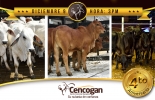 El evento se va a celebrar en las instalaciones de Cencogan (kilómetro 12 vía Buenavista – Caucasia). Foto: Cortesía. Ganadería, ganadería colombia, noticias ganaderas, noticias ganaderas colombia, CONtexto ganadero, Cencogan, Centro Comercial Ganadero, aniversario cencogan, gran subasta de aniversario cencogan, cengocan 4 años, cencogan buenavista, buenavista córdoba, subastas, subastas ganaderas, johana fernández cencogan