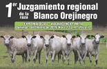 El 1er juzgamiento regional de la raza Blanco Orejinegro es una de las actividades de cierre de Expomalocas 2019. Foto: Asocriollo 1er Juzgamiento regional de la raza Blanco Orejinegro, ganado BON, juzgamiento ganado, competencia ganado BON, Asocriollo 2019, razas bovinas criollas de Colombia, actividades Asocriollo, razas bovinas criollas y colombianas, ExpoMalocas, expomalocas 2019, feria de las malocas, Gobernación del Meta, Gobernación de Antioquia, antioquia expomalocas, novedades expomalocas, feria malocas 2019, CONtexto ganadero, ganadería colombia, noticias ganaderas colombia