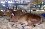 El evento es considerado como uno de los más importantes del país. Foto: Gobernación del Meta. Ganadería, ganadería colombia, noticias ganaderas, noticias ganaderas colombia, CONtexto ganadero, ExpoMalocas, expomalocas 2019, feria de las malocas, Gobernación del Meta, Gobernación de Antioquia, antioquia expomalocas, coleo, panaca viajero, novedades expomalocas, feria malocas 2019, Comité de Ganaderos del Meta