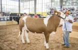 Expofinca en Medellín es una oportunidad ideal para que la gente conozca los animales y las tareas del campo. Foto: expofinca.com.co Expofinca 2019 Medellin, expofinca 2019, expofinca ganadería, expofinca Luis Rodríguez, segundo Exponovillas Jersey, actividades ganaderas Expofinca 2019, evento ganadero Medellín, feria agropecuaria Medellin, feria Medellin, sector rural Antioquia, feria agropecuaria Antioquia, ganaderos Antioquia, campo, campo colombiano, ganaderos Medellín, Colombia Rural, rural, ganaderos colombia, CONtexto ganadero, noticias ganaderas colombia