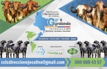 No se pierda el 1er Encuentro Internacional de criadores Gyr y Gyrolando en Montería. Foto: @comitecclc Ganadería, ganadería colombia, noticias ganadera colombia, CONtexto ganadero, evento, Gyr, Gyrolando, ganadero, juzgamiento, ganado, vacas, raza, concurso, córdoba, Montería, departamento cordoba, Brasil, méxico, Costa Rica, Ecuador, Colombia, Bolivia, conferencistas, ganaderos, ganaderos colombia
