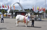 En el evento se ven los mejores animales del país. Foto: Asocebú. Ganadería, ganadería colombia, noticias ganaderas, noticias ganaderas colombia, CONtexto ganadero, agroexpo, agroexpo 2019, agroexpo bogotá, ferias, ferias ganaderas, feria agroexpo, corferias, eventos ganaderos,