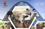 Este evento contará con expertos nacionales e internacionales con el fin de mejorar el sector ovino-caprino del país. Foto: Cortesia Congreso Internacional, ovinos, caprinos, ganaderos, ganadería, foro nacional, conferencistas, internacionales, nacionales, países, Reino Unido, Brasil, Uruguay, Perú, México, Estados Unidos,Colombia, agroexpo, experiencias, médicos, veterinarios, sector, objetivo, perspectivas, cordero, pertinencia, producción, cantidad, calidad, CONtexto ganadero, ganaderos Colombia, noticias ganaderas Colombia