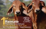 Gran participación de Brahman rojo y gris quiere llegar a Yopal, Casanare para mejorar la genética de bovinos en la región. Foto: subacasanare.com Brahman Gris, dos, ganaderías, ganaderos, llano, Colombia, Casanare, Yopal, córdoba, comercialziación ganaderos, ganado, promotora, desarrollo regional, reguladora, Gran Remate, ejemplares, brahman, Rojo, gris, participar, adicional, importancia, entidad, reguladora respaldo financiero, subastas, subacasanare, CONtexto ganadero, ganaderos colombia, noticias ganaderas colombia