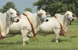 El 13 de septiembre se llevará a cabo el evento “Semillas de la Vittoriana”. Foto: @subastar genética Brahman gris puro, Semillas de la Vittoriana, Ganadería La Vittoriana, embriones Brahman puro