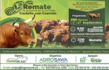 No deje se asistir al remate de la raza criollo costeño con cuernos organizado por Agrosavia. Foto: Cortesía ganaderia, ganaderia colombia, ganaderia colombiana, contexto ganadero, noticias ganaderas, noticias ganaderas colombia, evento agrosavia, remate raza criolla costeño con cuernos, criolla costeño con cuernos, mejoramiento genetico, mejoramiento genetico raza criollo costeño con cuernos, valledupar, cesar, ganaderos, ganaderos colombianos