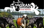 El segundo gran remate de leche tropical se realizará en Villavicencio por la fortaleza lechera que presenta la región. Foto: Cortesía Ganadería, ganadería colombia, Ganadería colombiana, CONtexto ganadero, noticias ganaderas, noticias ganaderas colombia, segundo gran remate leche tropical, leche tropical, segundo gran remate villavicenncio, vía al Llano, el lacho, productores leche el llano, ganaderos el llano, ganaderos, ganaderos colombia