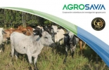Del 9 al 12 de octubre se estará llevando a cabo la Gira Técnica Ganadera organizada por Agrosavia para la Altillanura colombiana. Foto: Cortesia Ganadería, ganadería de Colombia, Ganadería colombiana, CONtexto ganadero, noticias ganaderas, noticias ganaderas colombia, gira técnica, gira tecnica agrosavia, gira tecnica el llano, Comité Ganaderos del Meta, Razas criollas, sorgo, alimentación ganado, importancia alimentacion ganado, maíz, cruces cebú, ganaderos, ganaderos colombia, ganaderos del Meta