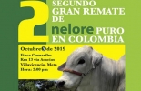 Participe este 5 de Octubre en el remate de la raza Nelore, para conocer acerca de sus bondades y adaptabilidad a las condiciones ganaderas de Colombia. Foto: Cortesía ganaderia, ganaderia colombia, ganaderia colombiana, contexto ganadero, noticias ganaderas, noticias ganaderas colombia, nelore, ganado nelore, nelore villavicencio, nelore puro, remate nelore colombia, villavicencio, alta genetica nelore, mejoramiento genetico nelore, ganaderos, ganaderos colombia