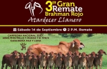 El 14 de septiembre se estará realizando el 3er Gran Remate de Brahman Rojo en Villavicencio. Foto: Cortesía Ganadería, ganadería colombia, Ganadería colombiana, CONtexto ganadero, noticias ganaderas, noticias ganaderas colombia, Brahman Rojo, 3er gran remate brahman rojo, remate brahman, remate meta, villavicencio, Meta, raza brahman rojo, ganaderos, ganaderos colombia