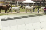 Agroshow 2020 en Tolima y la IV Expoterneros en Montería son los principales eventos que se realizarán en este febrero. Foto: ondasdeibague.com - icalendario.net Agroshow Pajonales 2020, IV Expoterneros 2020, Eventos ganaderos, ferias ganaderas, ferias ganaderas Colombia, Eventos ganaderos febrero 2020, subastas, inicio 2020, febrero 2020, Venta de ganado, subastas ganaderas, bovinos, vacas, eventos bovinos Colombia, CONtexto ganadero, ganaderos Colombia, noticias ganaderas Colombia