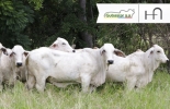 Los ejemplares que se comercializarán durante el evento provienen de la Hacienda El Premio. Foto: Cortesía Remate Subasta, Remate ganado Subastar, Brahman un premio para el trópico, Remate de ganado, Ganadería Brahman, Brahman rojo, Brahman gris, Brahman Colombia, Brahman 2020, juzgamiento, ganado, vacas, raza, concurso, Brahman Córdoba, venta de ganado en Córdoba, Montería, Venta de ganado, comprar ganado, precio ganado, ganaderos, CONtexto ganadero, ganaderos colombia, noticias ganaderas de colombia